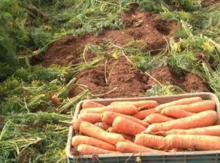 Cenoura, Cebola e Beterraba Direto do Produtor