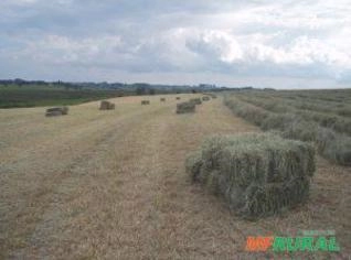 Feno de Alta Qualidade Fazenda Pau D