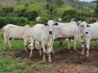 Vacas Nelore Prenhas Top para Matriz - Miguel Pereira RJ