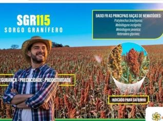 Sorgo Granífero SGR115 - Saco 6kg para Safrinha