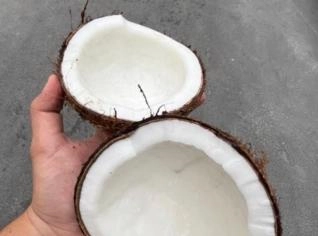 Coco Seco de Alta Qualidade