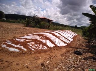 Silagem de milho alto grão em saco 25kg