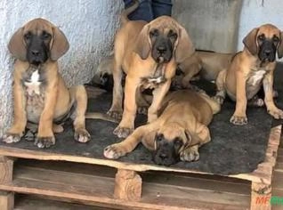 Filhote Fila Brasileiro - Macho à Venda