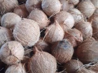Coco Seco Gigante do Ceará - 100% Natural