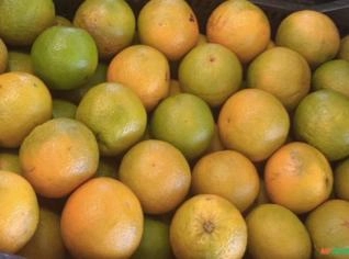 Frutas Variadas no Atacado
