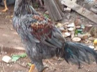 Aves Mestiço Combatente - Galos e Galinhas