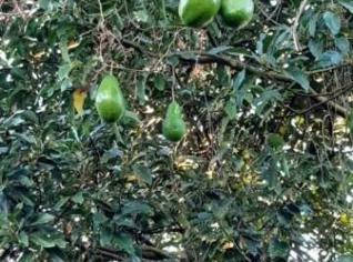 Abacates variados à venda em Jardinópolis - SP
