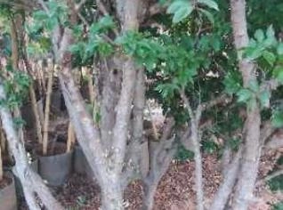 Mudas de Jabuticaba Sabará 15 anos Produzindo