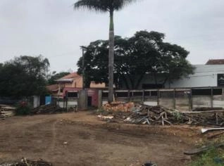 Palmeira Adulta de 10m para Venda