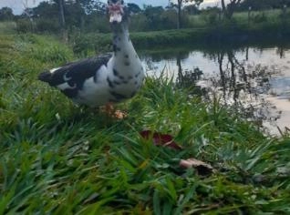 Patos Jovens e Saudáveis à Venda