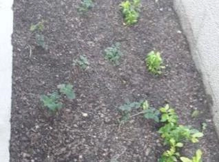 Terra Adubada Orgânica 25KG para Plantas