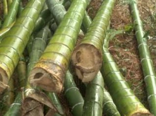 Bambu Mosso - Excelente Qualidade