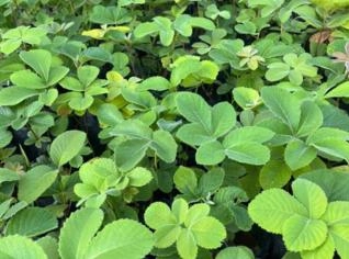 Mudas de Pequi em Atacado e Varejo