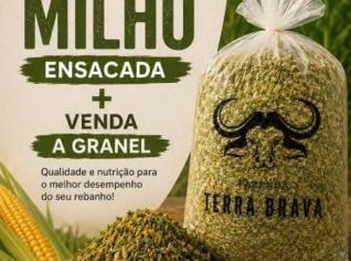 Silagem de Milho - Curvelo, MG