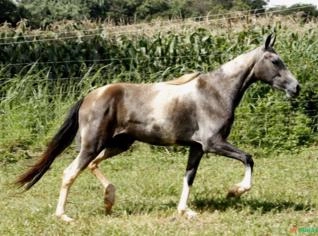 Potros Mangalarga Marchador à Venda em SP