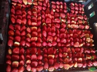 Morangos Selecionados de Alta Qualidade