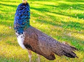 Pavão Real Azul Domesticado à Venda