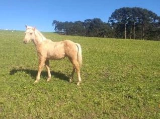 Potro QM PO Solano Fantasy - 7 Meses, Registro Iniciado
