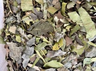 Chá Verde Desidratado - Erva Mate