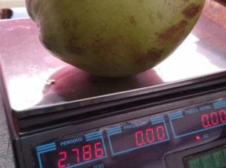 Coco Verde Premium em Juazeiro - Lote Mínimo 8.000 Unidades