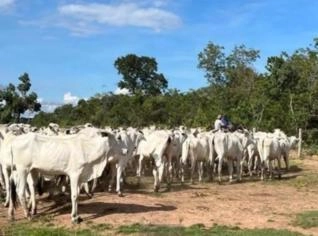 Bezerro Nelore de Ótima Procedência à Venda