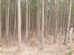 Eucalipto 8 anos - Plantação em Estrela do Sul MG