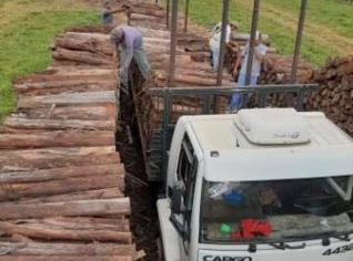 Compra e Venda de Lenha de Eucalipto