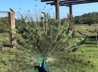 Pavão de Alta Qualidade à Venda