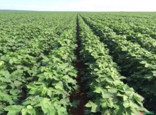 Fazenda de 23.500 Ha em Altos - Piauí