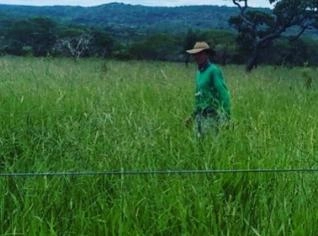 Fazenda para Reflorestamento em Francisco Dumont, MG