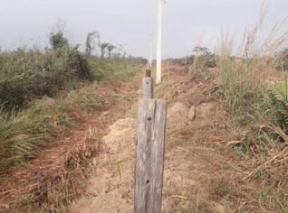 Aluguel de Pastagem 2600ha em Tomé-Açu, PA