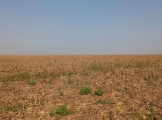 Fazenda 168ha com soja e milho - Sinop, MT