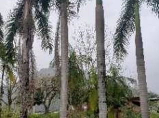 Palmeiras Imperiais Adultas - 15m de Altura