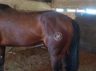 Potro QM Top Linhagem para Tambor