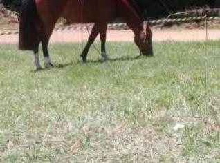 Égua Crioula Pura Mansa para Laço e Trabalho