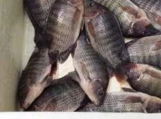 Tilápia Ecológica Premium - Baixo Colesterol