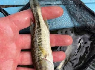 Black Bass Vivo - Várias Espécies Disponíveis