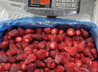 MORANGO EGITO GRADO A - 10kg