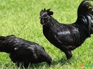 Ayam Cemani Pura - Ovos e Aves Exclusivas