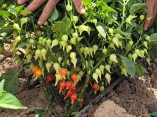 Pimenta Biquinho Fresca - Varzelândia/MG