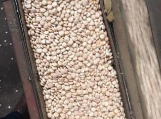 Tremoço Branco para Plantio e Conserva - Atacado