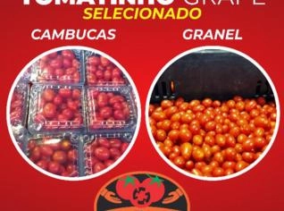 Tomates Grape Sweet - Mini Tomatinhos