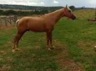 Potro Quarto de Milha Palomino Domado