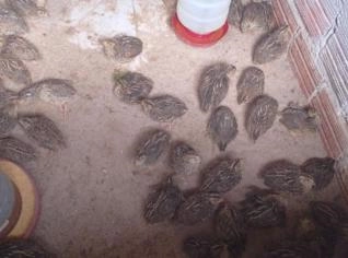 Codornas Vivas em Riachão do Jacuípe - BA