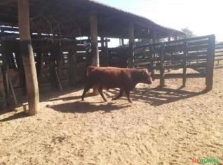 Touros Devon - Excelência em Melhoramento Genético