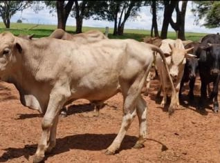 Garrotes Nelore x Canchim - 11 Cabeças SP
