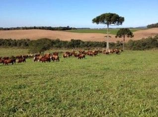 Fazenda em Tijucas do Sul - 75 Hectares Mecanizáveis