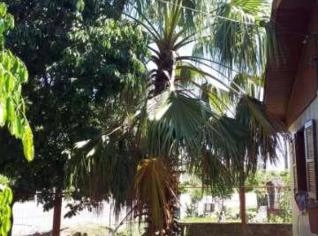 Palmeira Imperial Imponente com 10m de Altura
