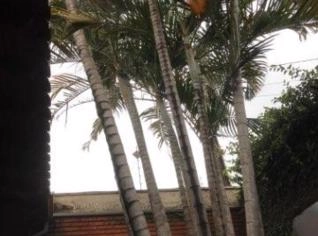 Palmeira à Venda em Rio Claro - SP