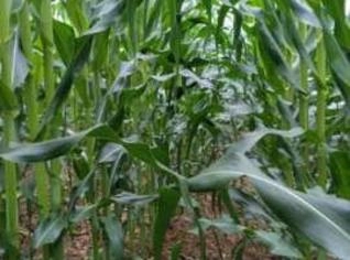 Milho Verde de Qualidade - Venda Direta em Cambuquira